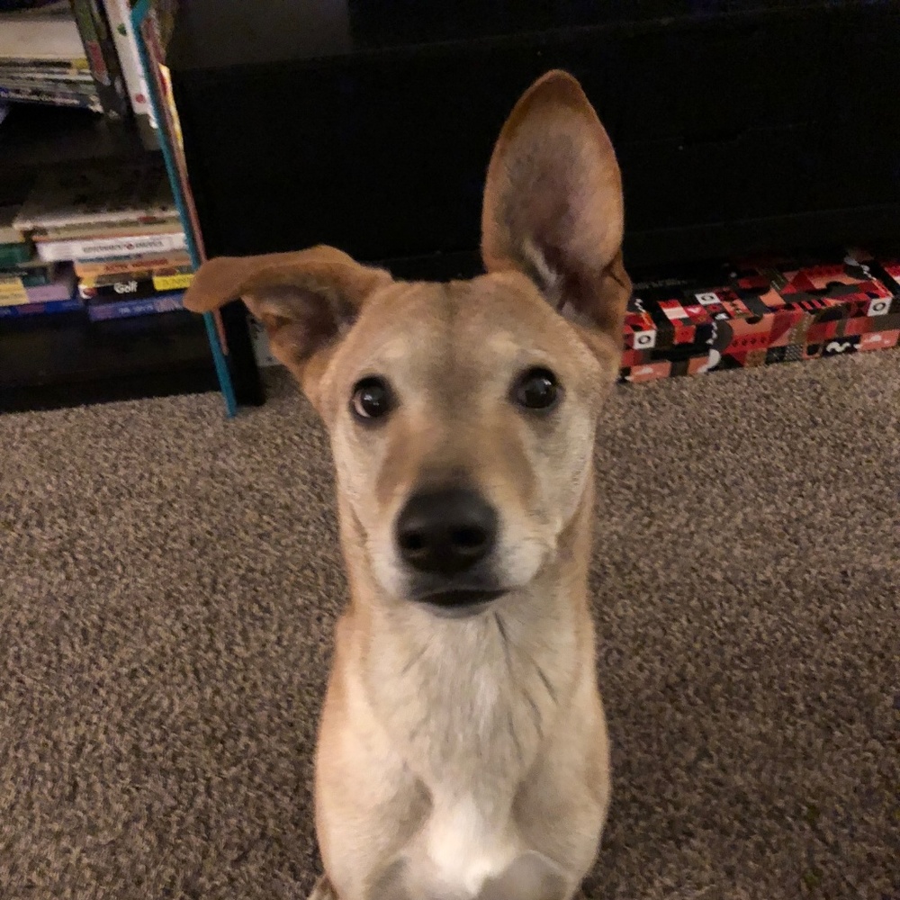 Meet your Posher, Kelly